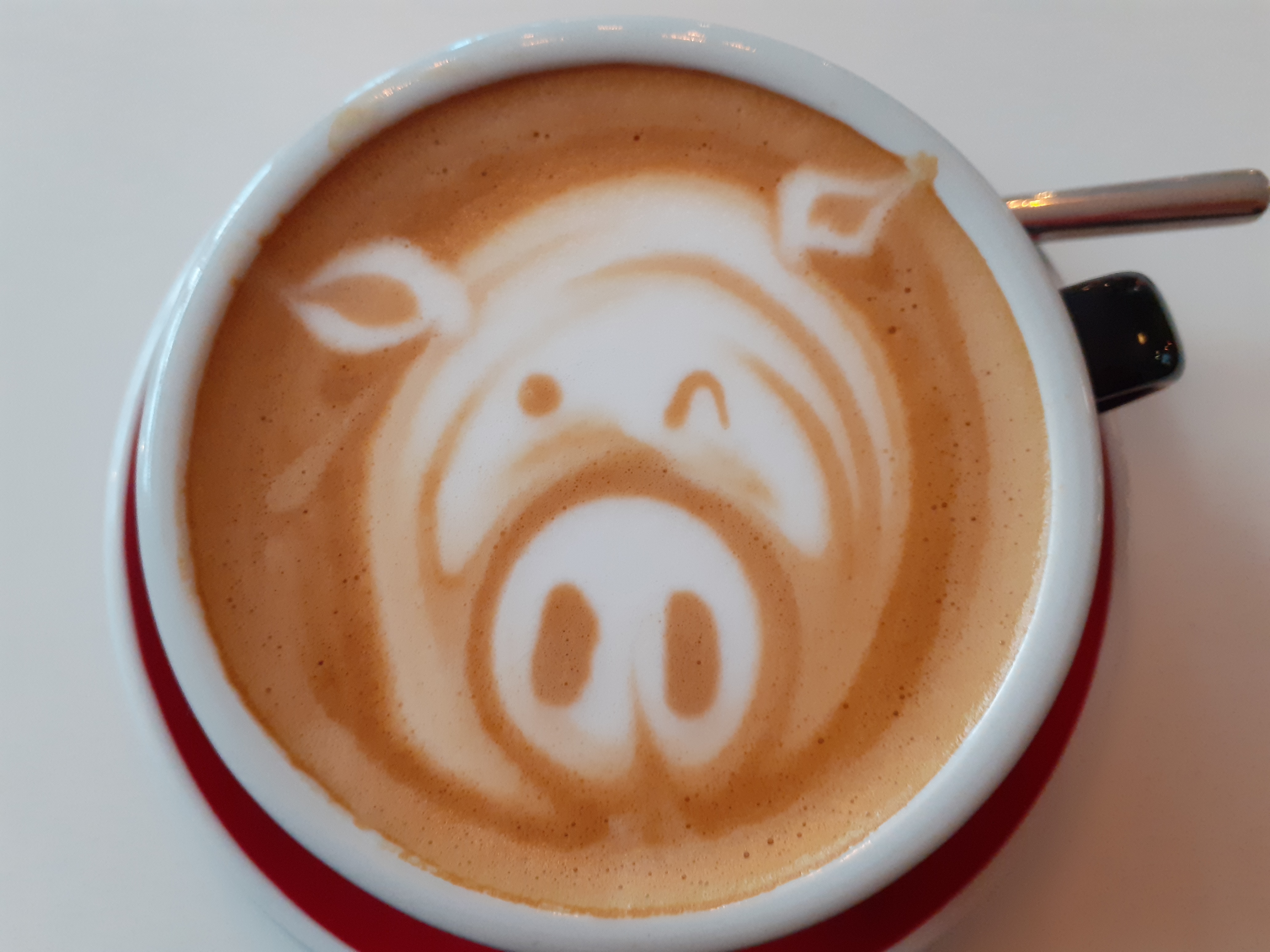 Ein Schwein im Milchschaum einer Kaffeetasse